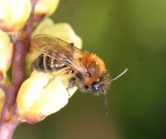 Andrena bicolor