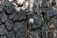 Calomyrmex