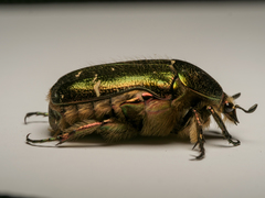Cetonia aurata
