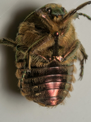 Cetonia aurata