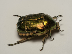 Cetonia aurata