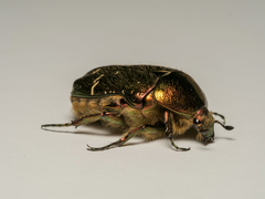 Cetonia aurata