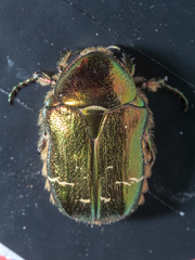 Cetonia aurata