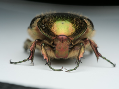 Cetonia aurata