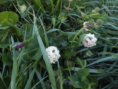 Trifolium repens
