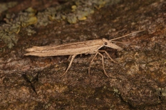 Ypsolopha mucronella