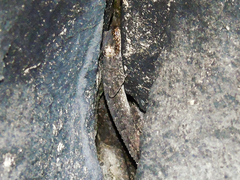Mediodactylus heterocercus
