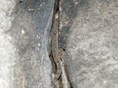 Mediodactylus heterocercus