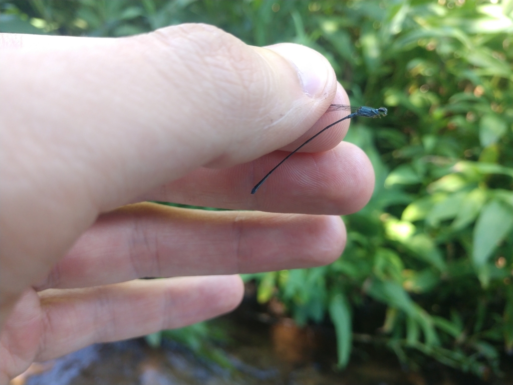 Epipleoneura venezuelensis