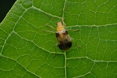 Paridea taiwana