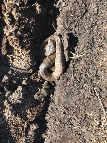 Tiger Snake sighting