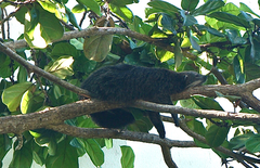 Arctictis binturong
