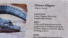 Alligator sinensis