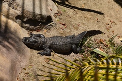 Alligator sinensis