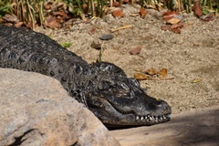 Alligator sinensis
