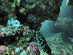 Aplodactylus westralis