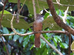 Alophoixus ochraceus