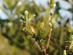 Salix repens argentea