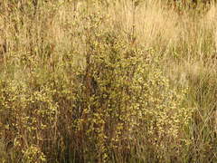 Salix repens argentea