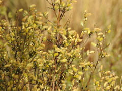 Salix repens argentea