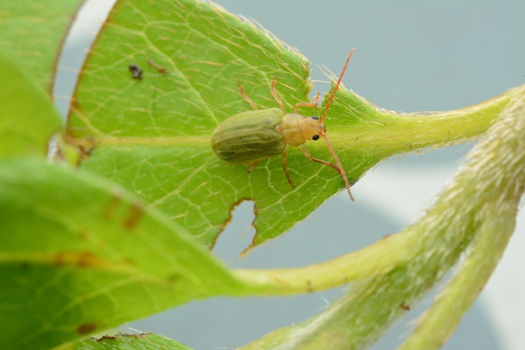Pyrrhalta viridipennis