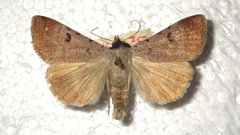Lygephila craccae