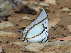 Polyura eudamippus
