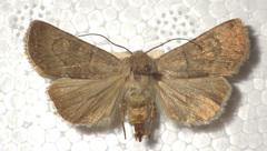 Euxoa decora