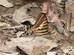 Graphium aristeus