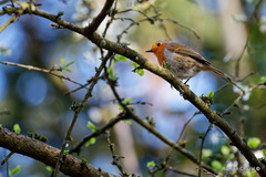 Erithacus rubecula