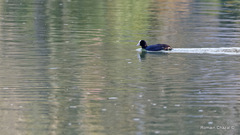 Fulica atra