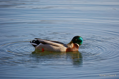Anas platyrhynchos