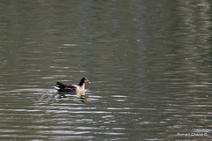 Gallinula chloropus
