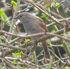 Prunella modularis occidentalis