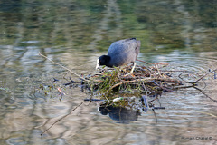 Fulica atra