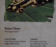Neurergus kaiseri