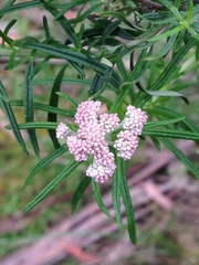 Ozothamnus ferrugineus