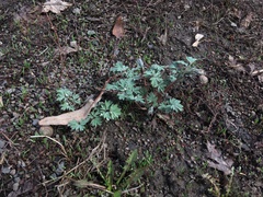 Corydalis glaucescens