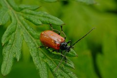 Siemssenius rufipennis