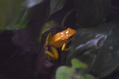 Phyllobates bicolor