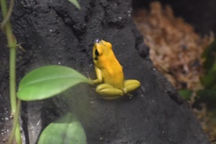Phyllobates bicolor