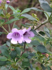 Prostanthera rotundifolia