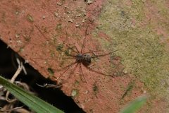 Hoplopholcus forskali