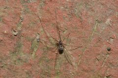 Hoplopholcus forskali