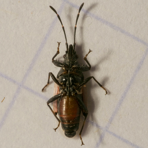 Lime seed bug, photo 3 of 10