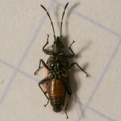 Oxycarenus lavaterae