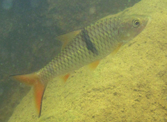 Hampala macrolepidota