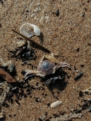 Liocarcinus vernalis