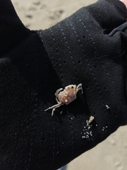 Liocarcinus vernalis