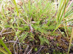 Chaerophyllum australianum